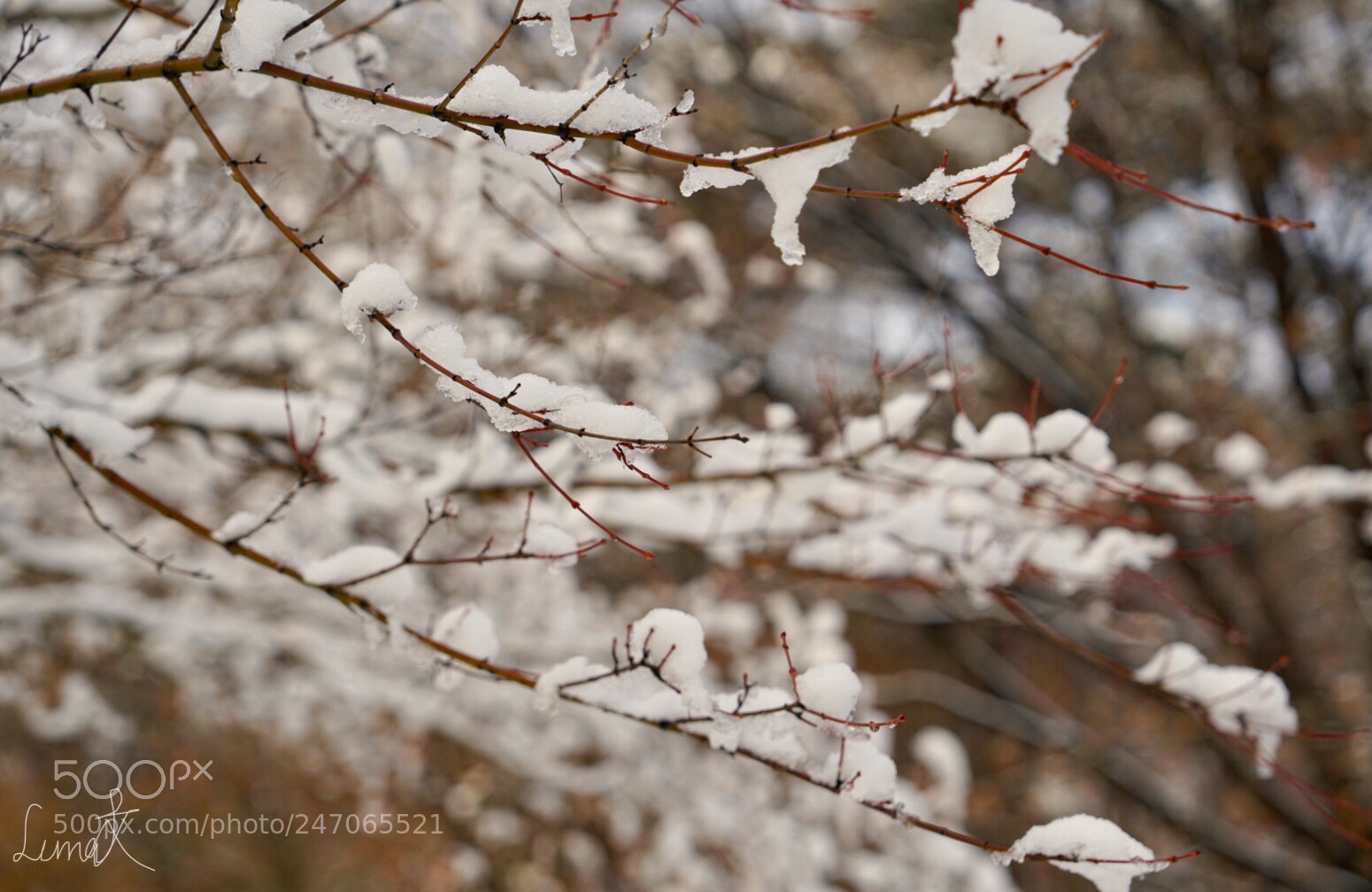 Sony a7R II sample photo. Snow on the thin photography