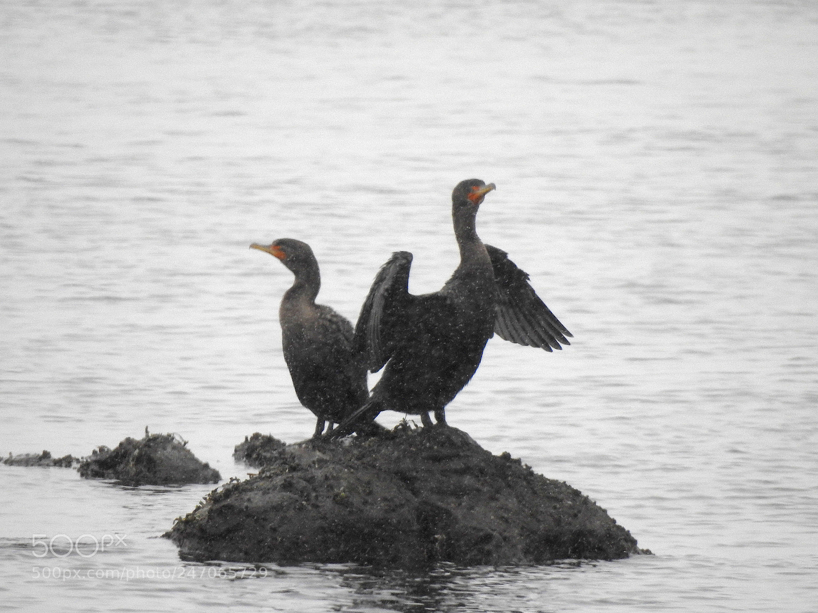Nikon Coolpix P900 sample photo. Double-crested cormorants photography