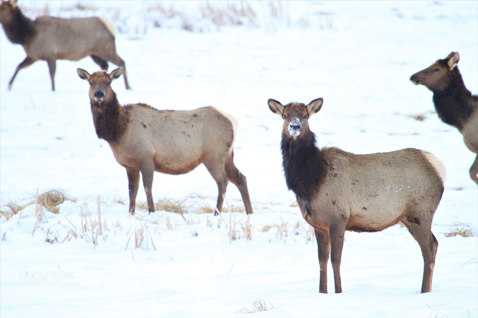 Canon EOS 7D sample photo. Apparently elks are great photography