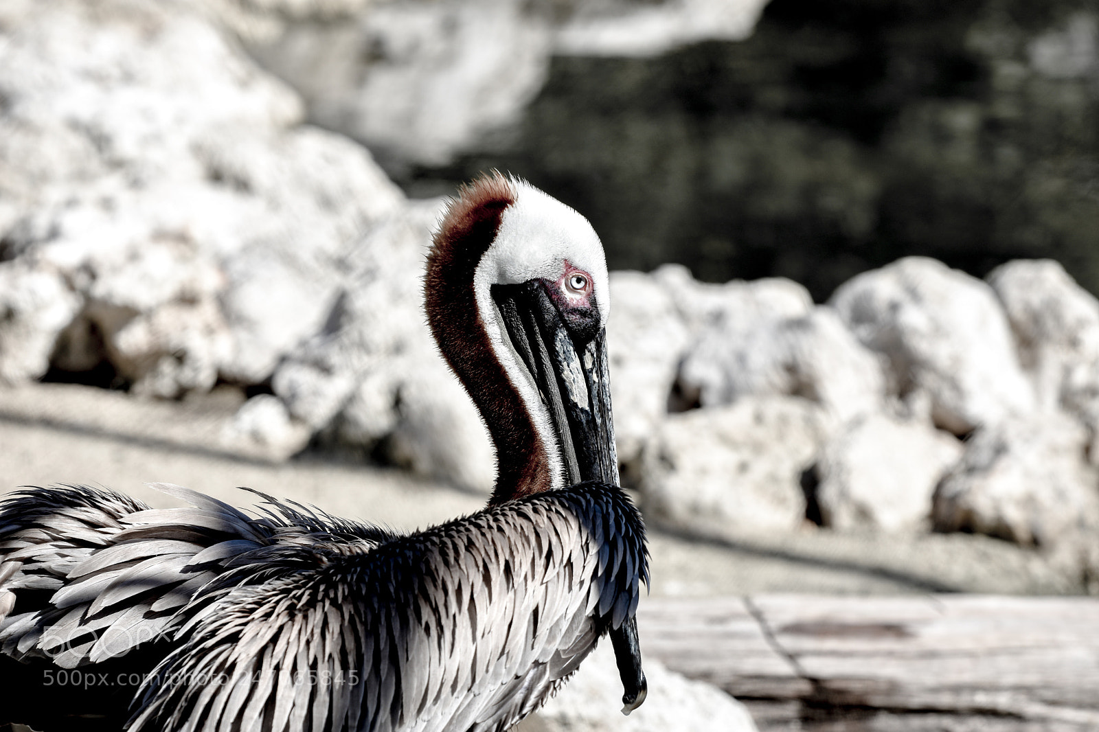 Nikon D3400 sample photo. Pelican photography