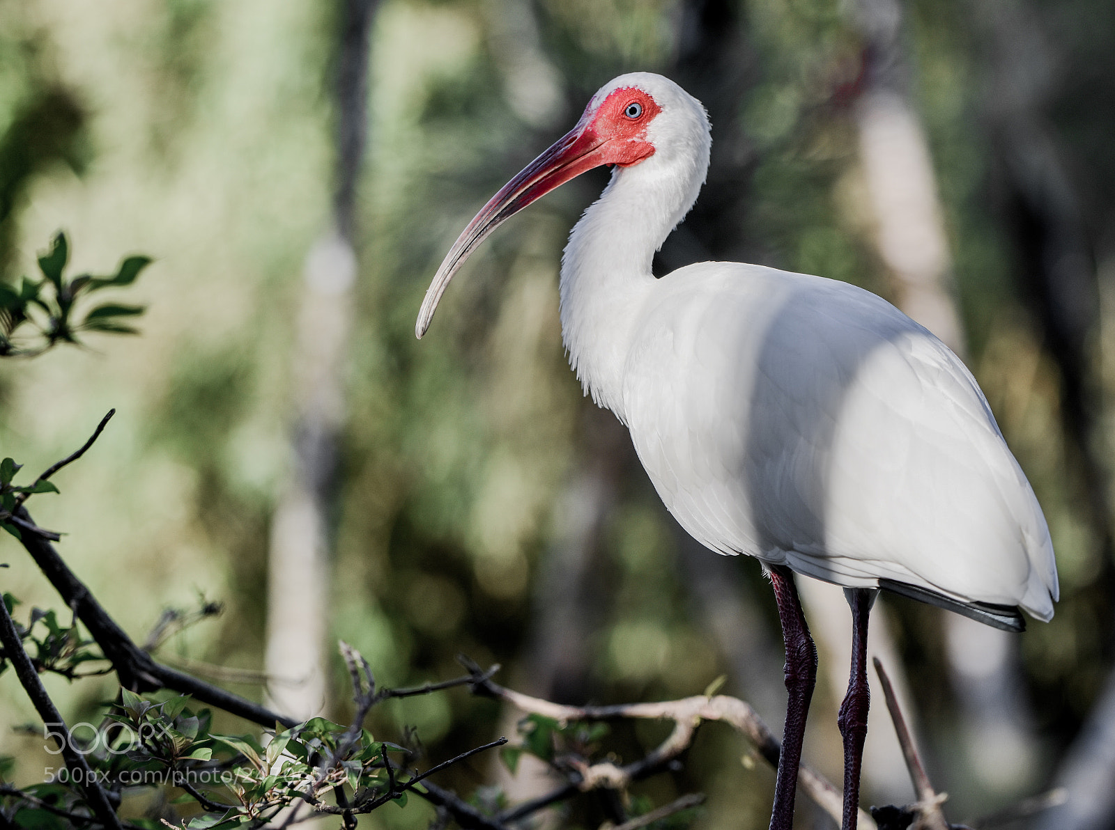 Nikon D3400 sample photo. Bird photography