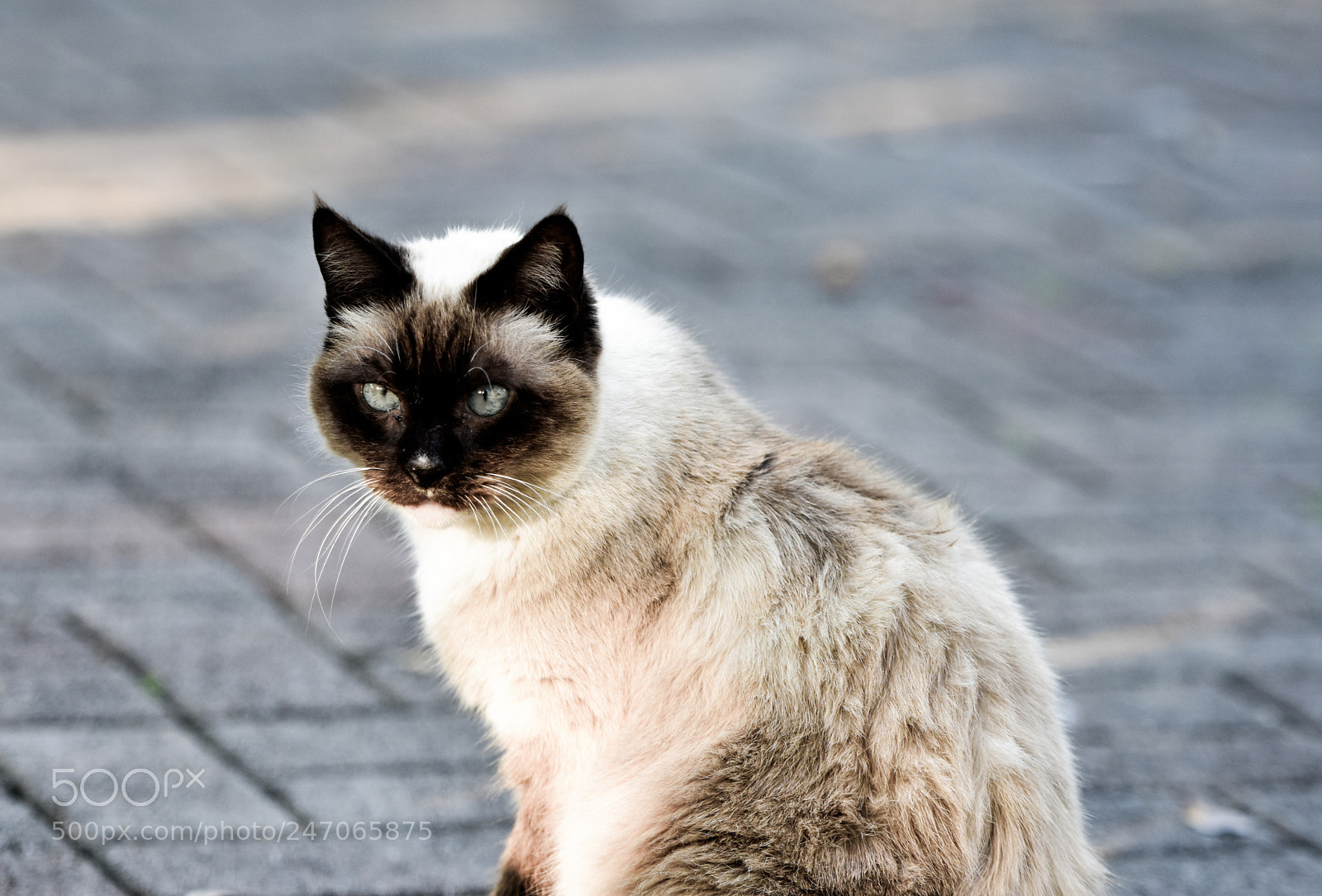 Nikon D3400 sample photo. Cat photography