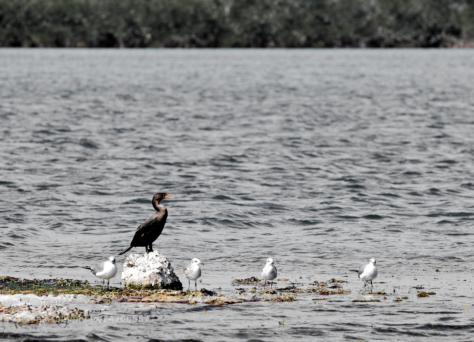 Nikon D3400 sample photo. Birds photography