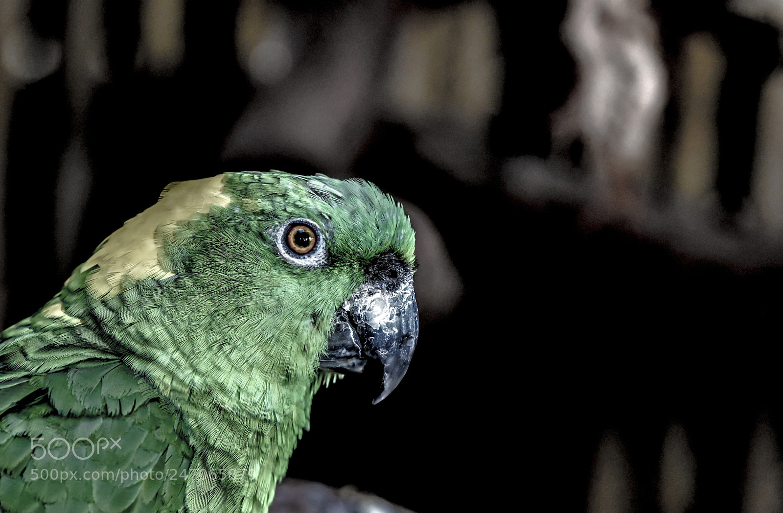 Nikon D3400 sample photo. Parrot photography