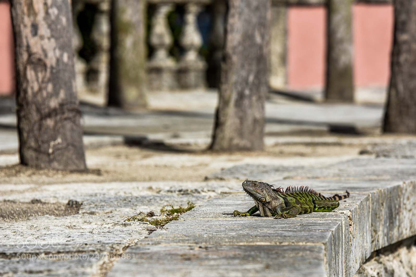 Nikon D3400 sample photo. Iguana photography