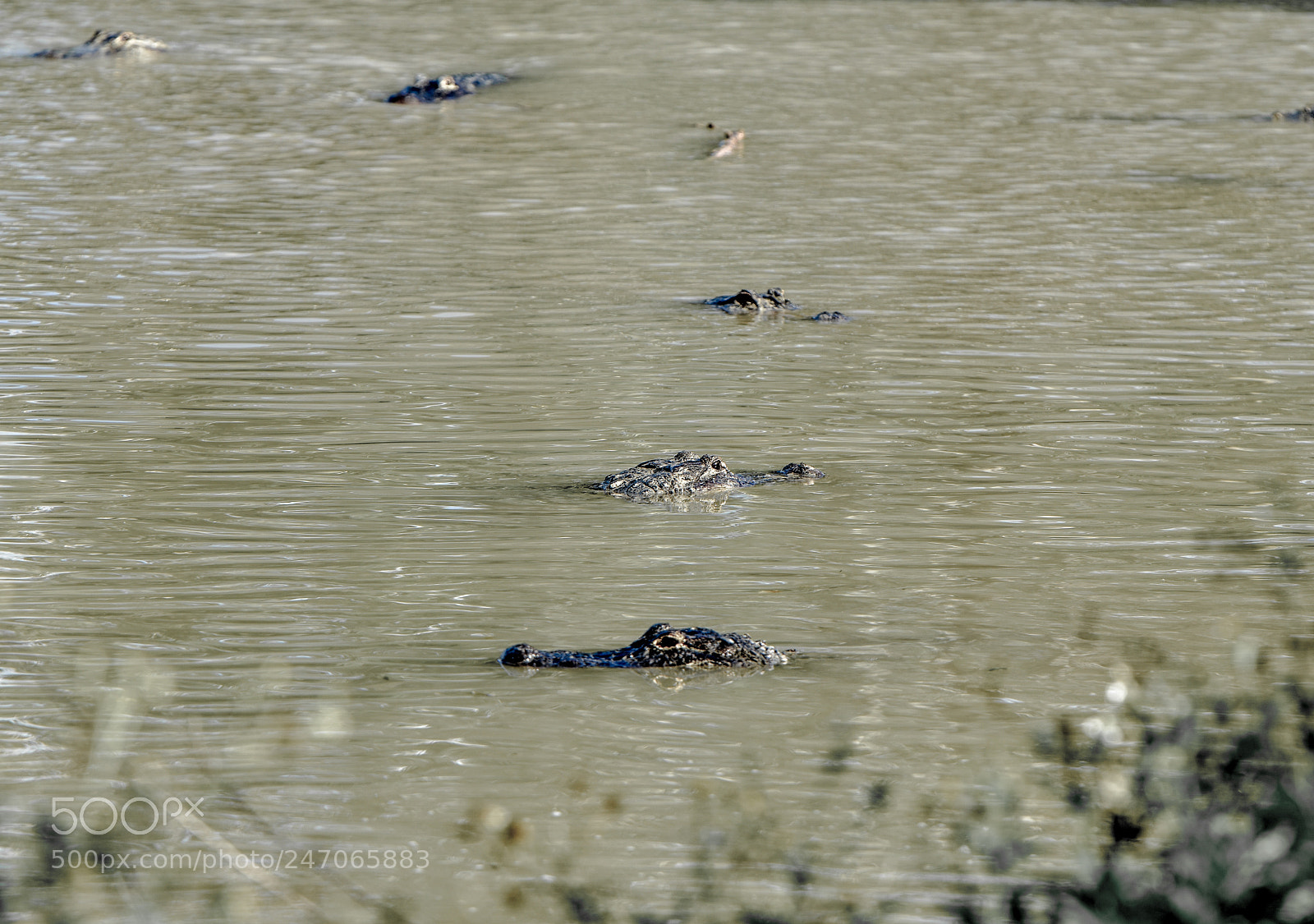 Nikon D3400 sample photo. Alligators photography