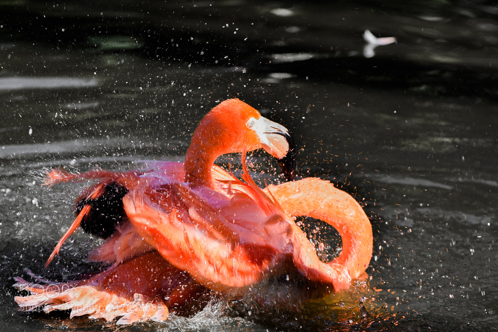 Nikon D3400 sample photo. Flamingo photography