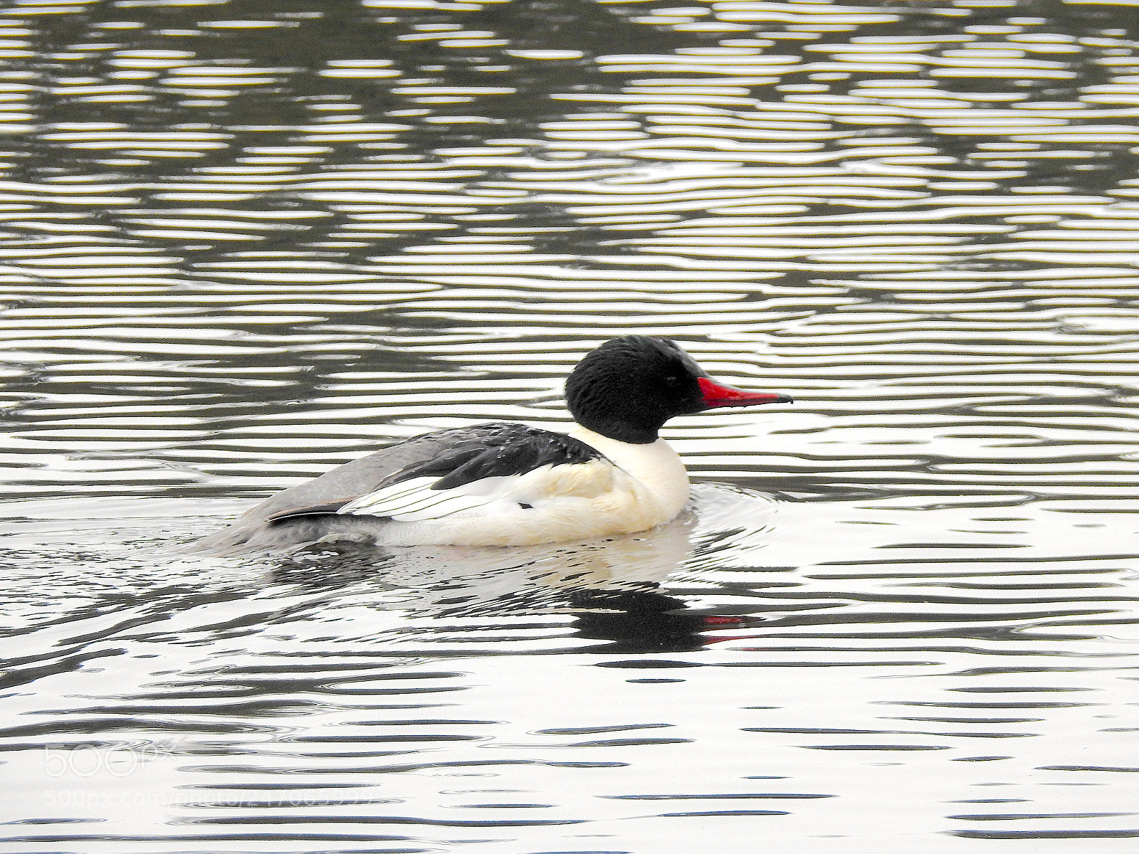 Nikon Coolpix P900 sample photo. Common merganser photography