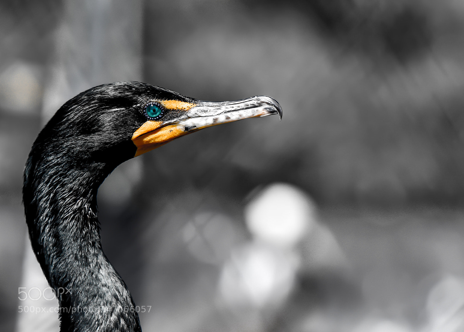 Nikon D3400 sample photo. Bird photography