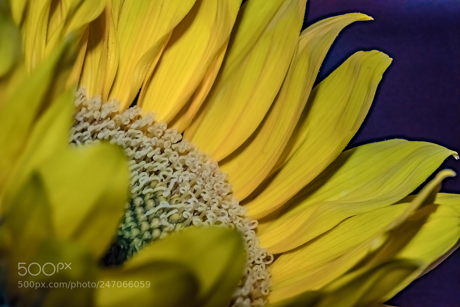 Sony a7R II sample photo. Peek a boo photography