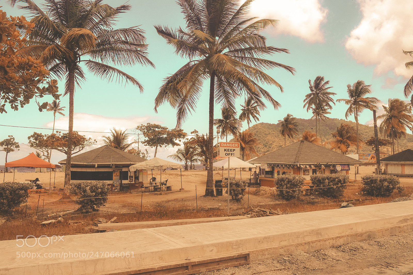 Nikon D3100 sample photo. Trees photography