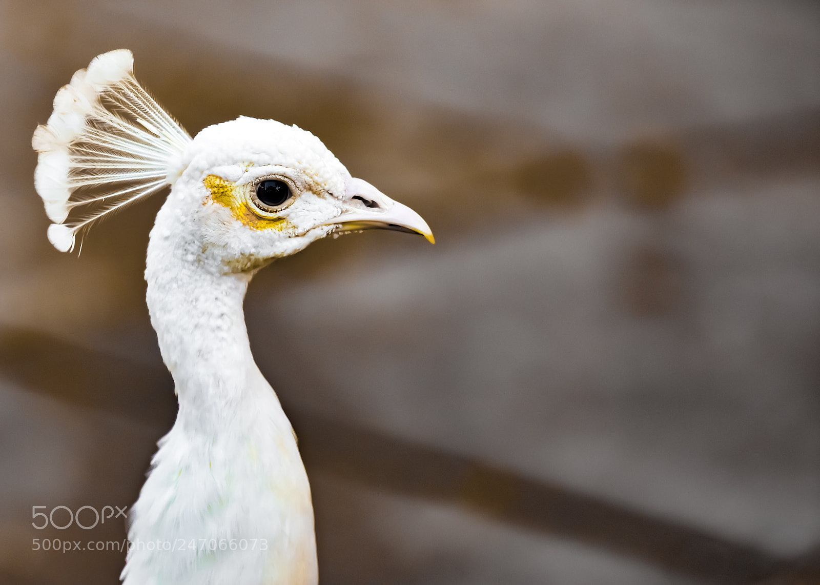 Nikon D3400 sample photo. White peafowl photography