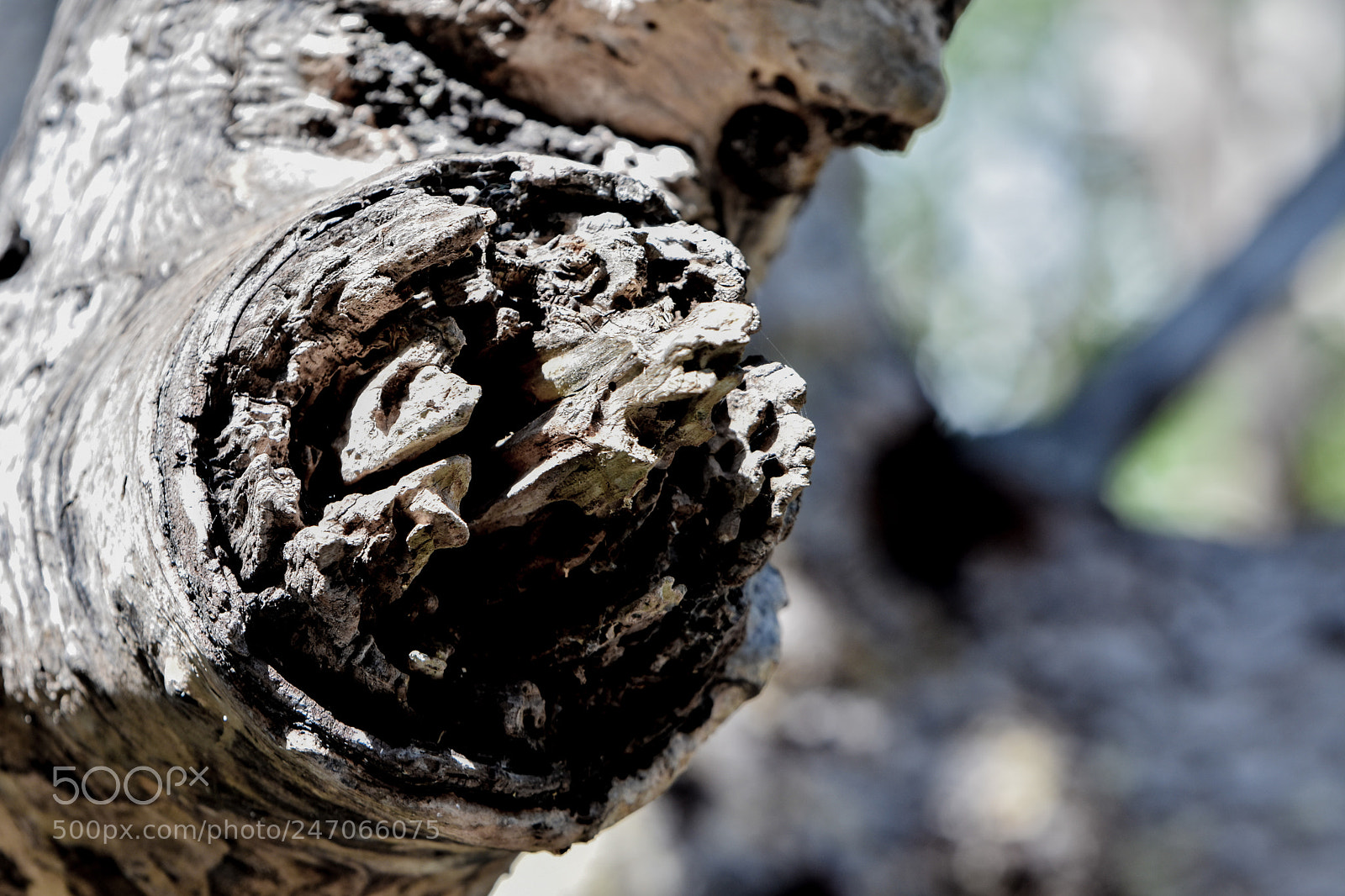 Nikon D3400 sample photo. Mangrove tree photography