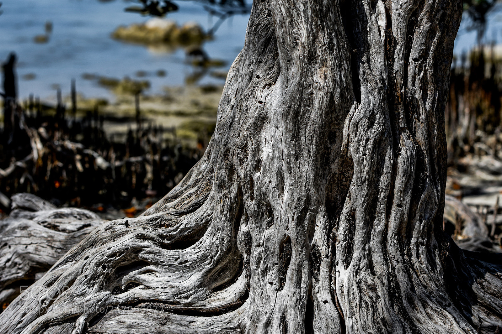 Nikon D3400 sample photo. Tree photography