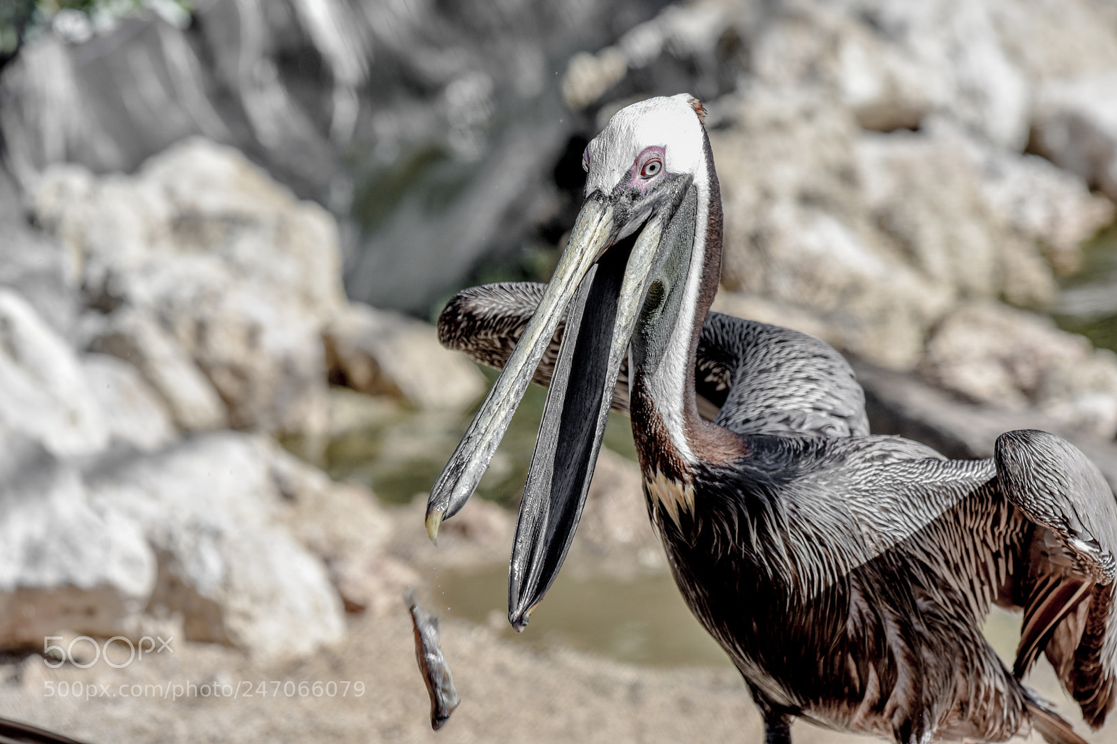 Nikon D3400 sample photo. Pelican dropping fish photography