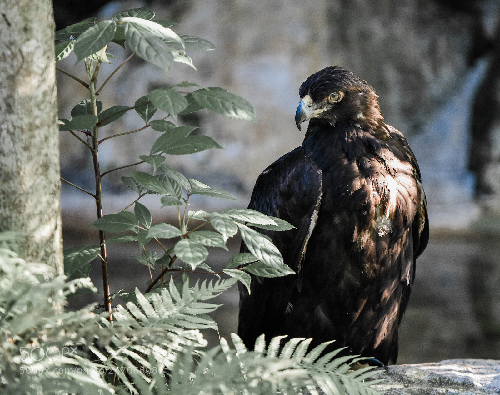 Nikon D3400 sample photo. Hawk photography