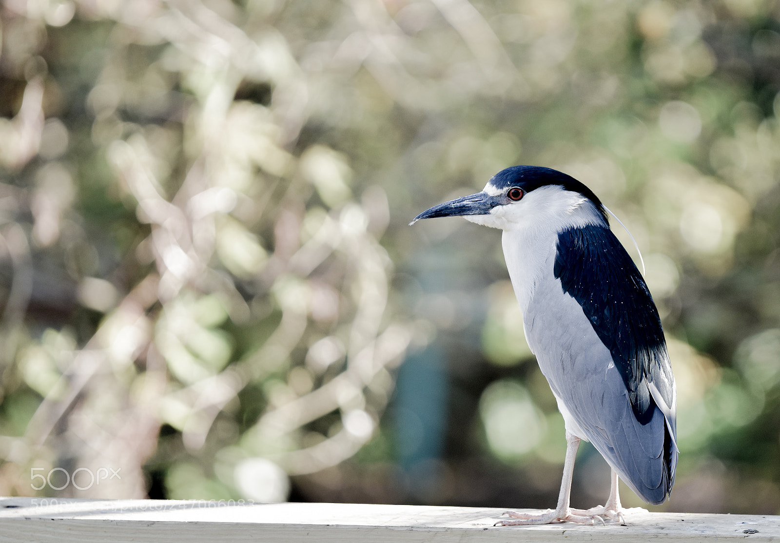 Nikon D3400 sample photo. Bird photography