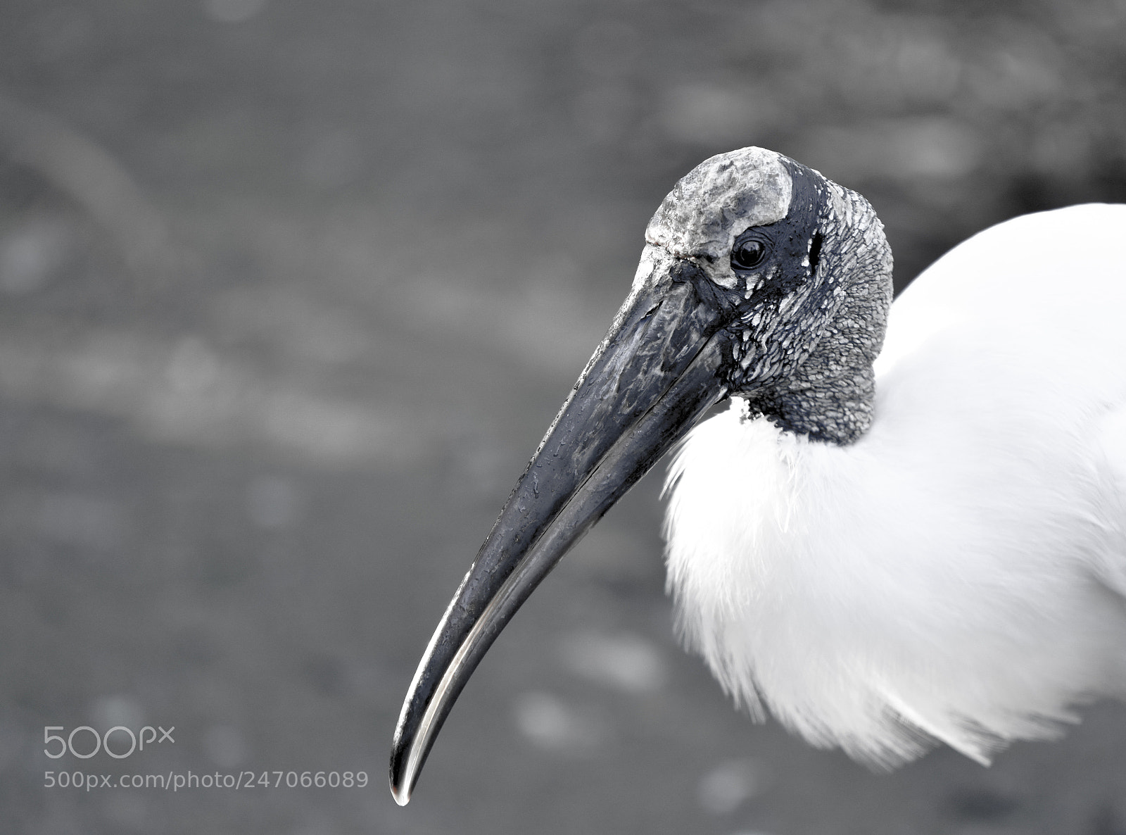 Nikon D3400 sample photo. Bird photography