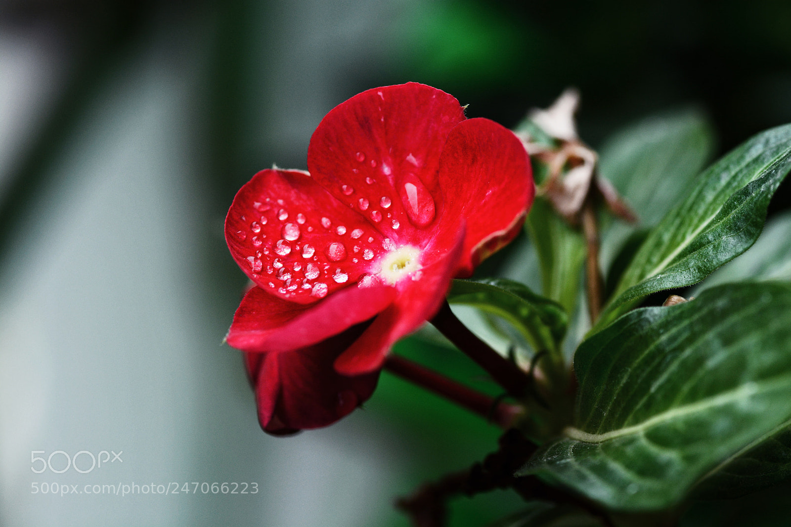 Nikon D7100 sample photo. Untitled photography