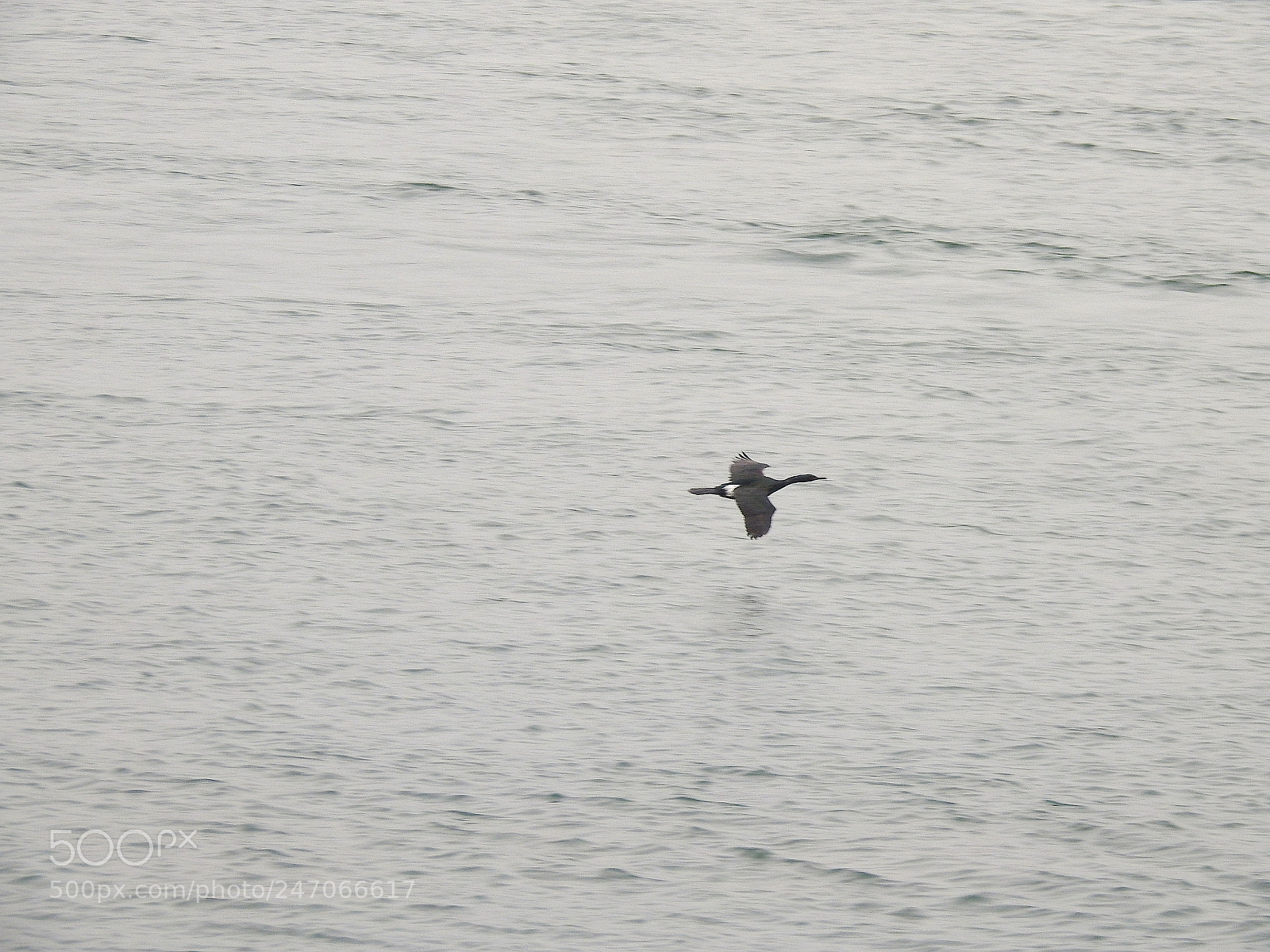 Nikon Coolpix P900 sample photo. Pelagic cormorant photography