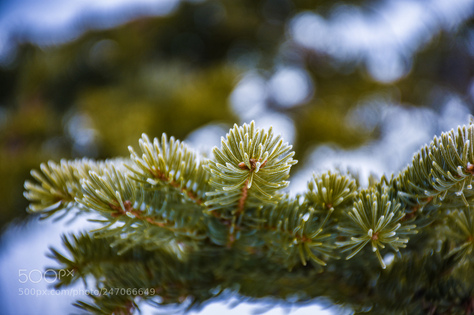 Nikon D7200 sample photo. Like for pine photography