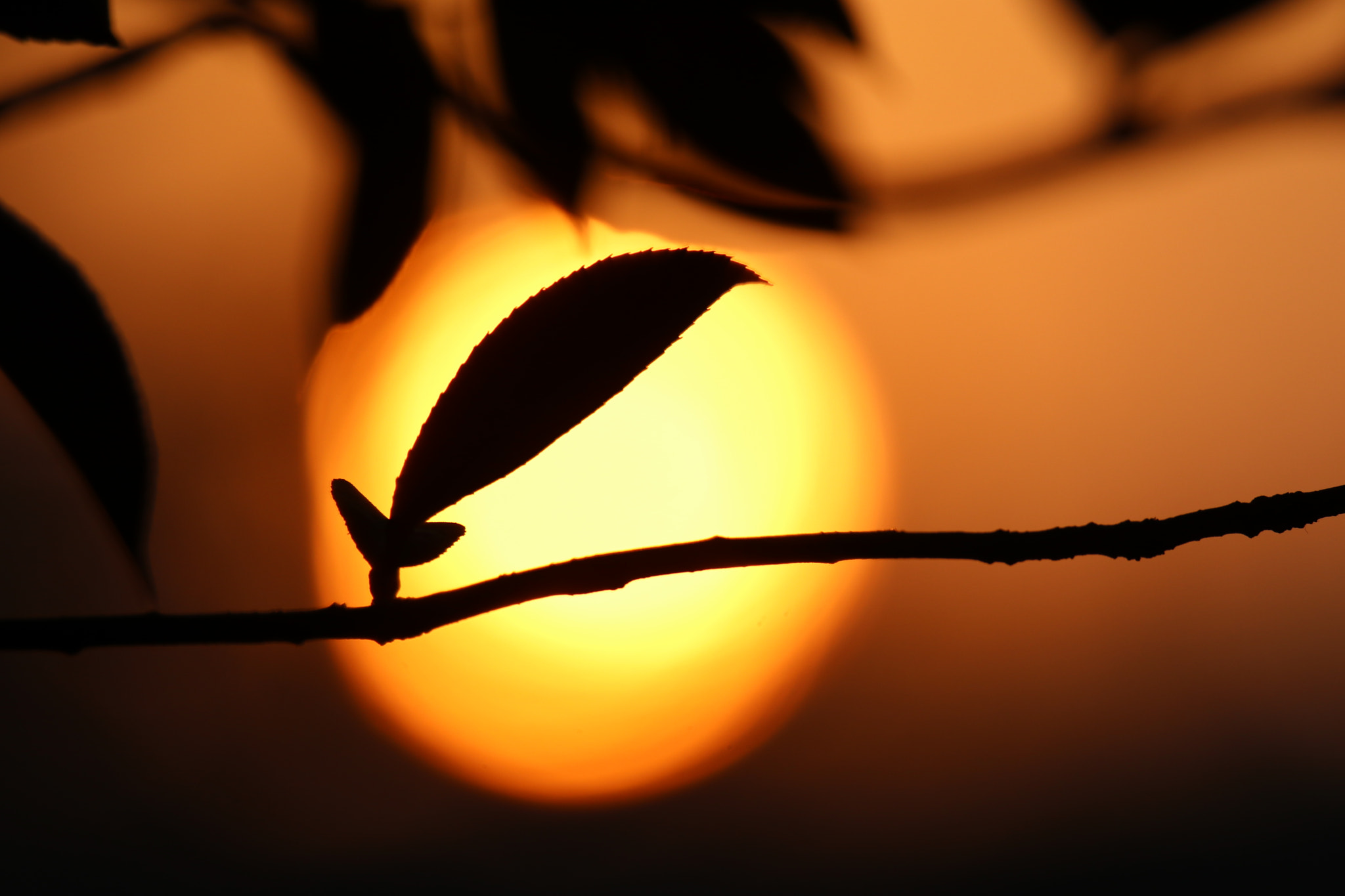 Tamron SP 150-600mm F5-6.3 Di VC USD sample photo. 晨日与冬叶morning and winter leaves photography