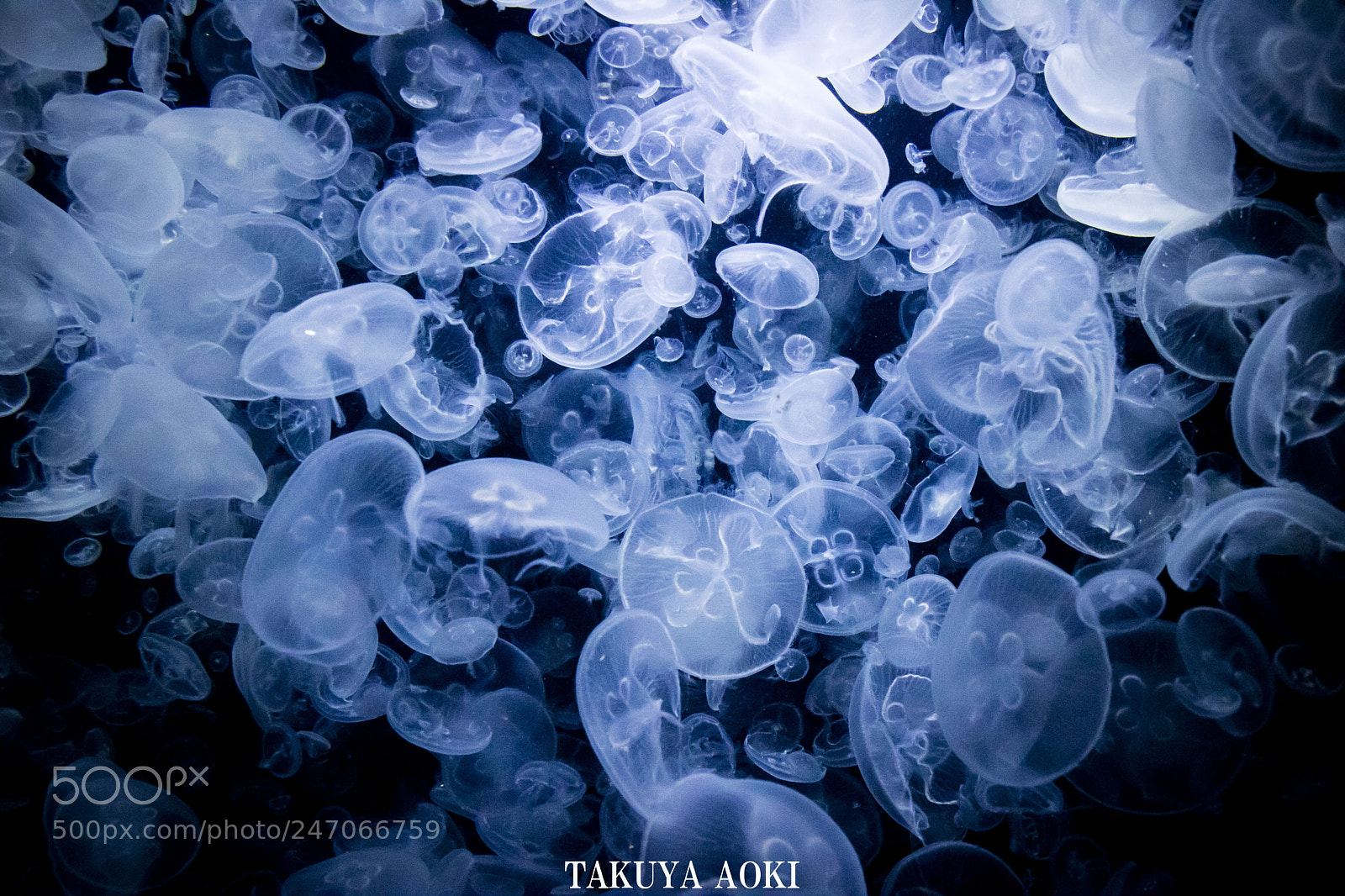 Canon EOS M3 sample photo. Jellyfish photography