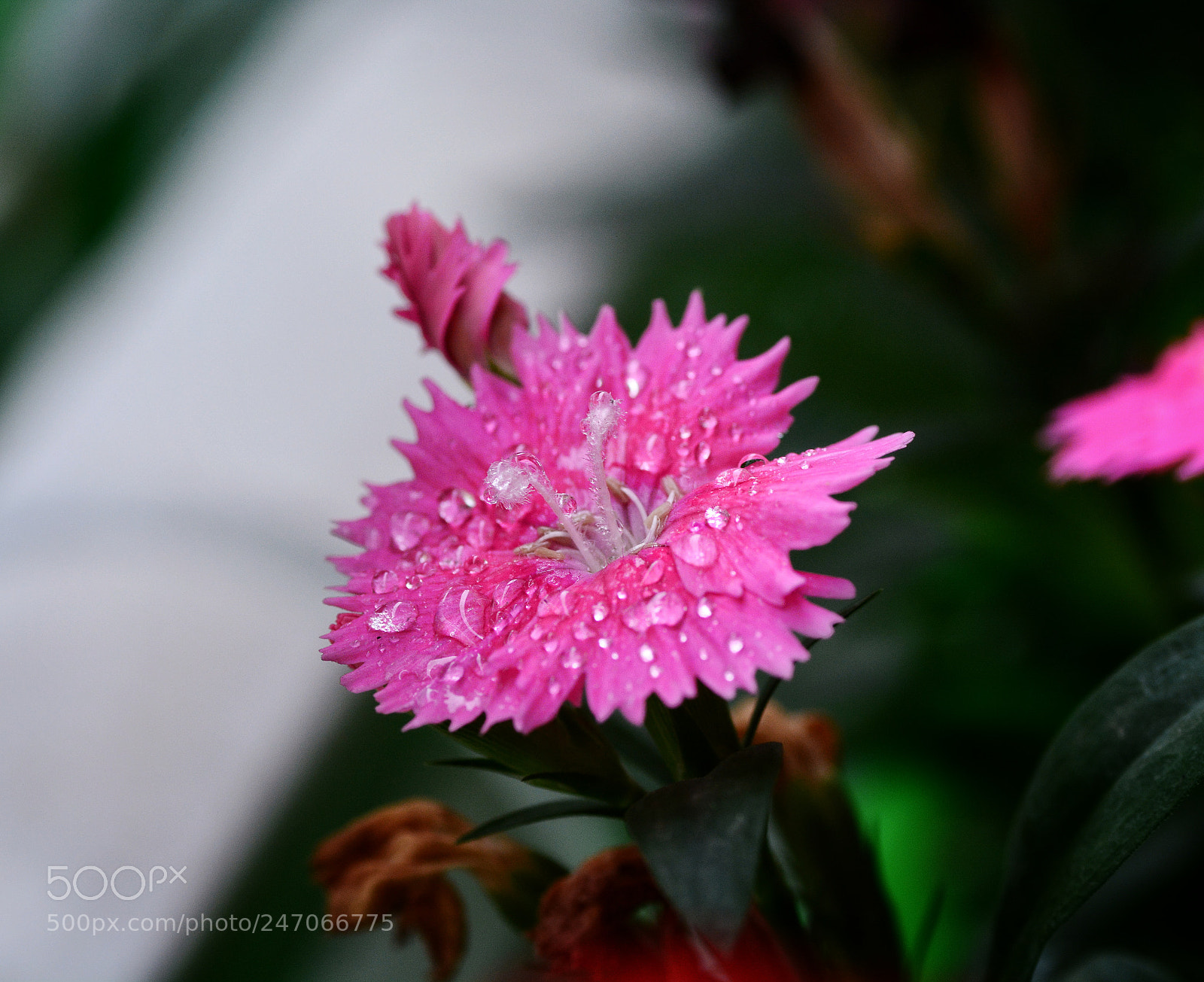 Nikon D7100 sample photo. Untitled photography