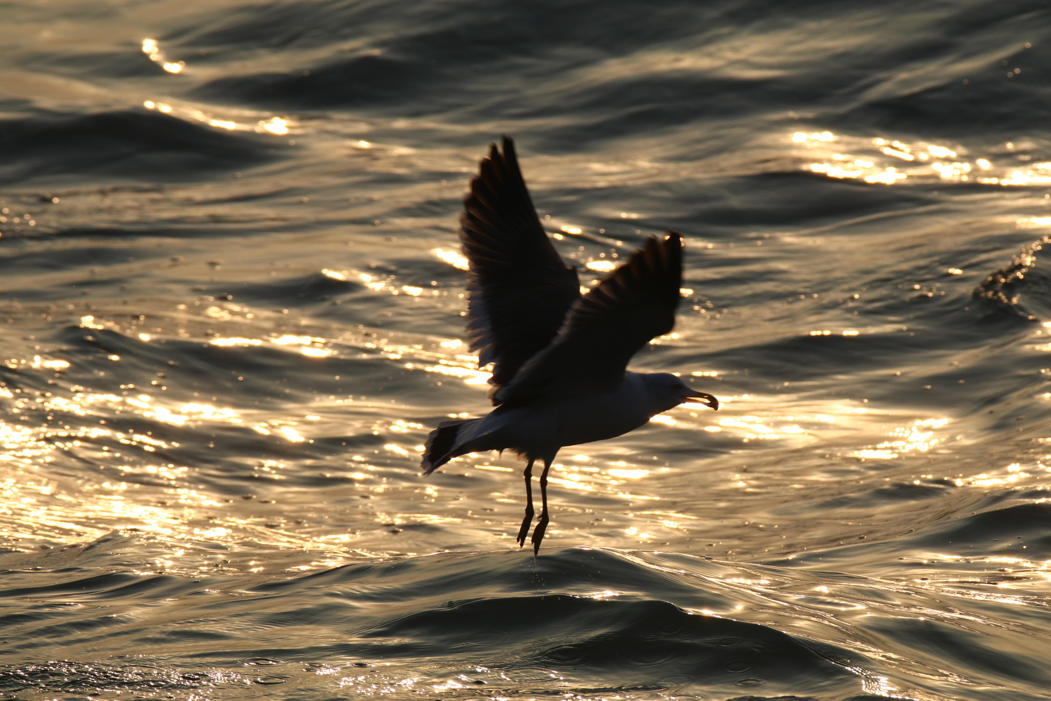 Tamron SP 150-600mm F5-6.3 Di VC USD sample photo. 海之舞者ballet dancers on the sea photography