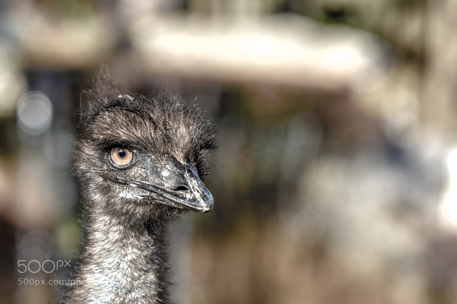 Nikon D3400 sample photo. Emu photography