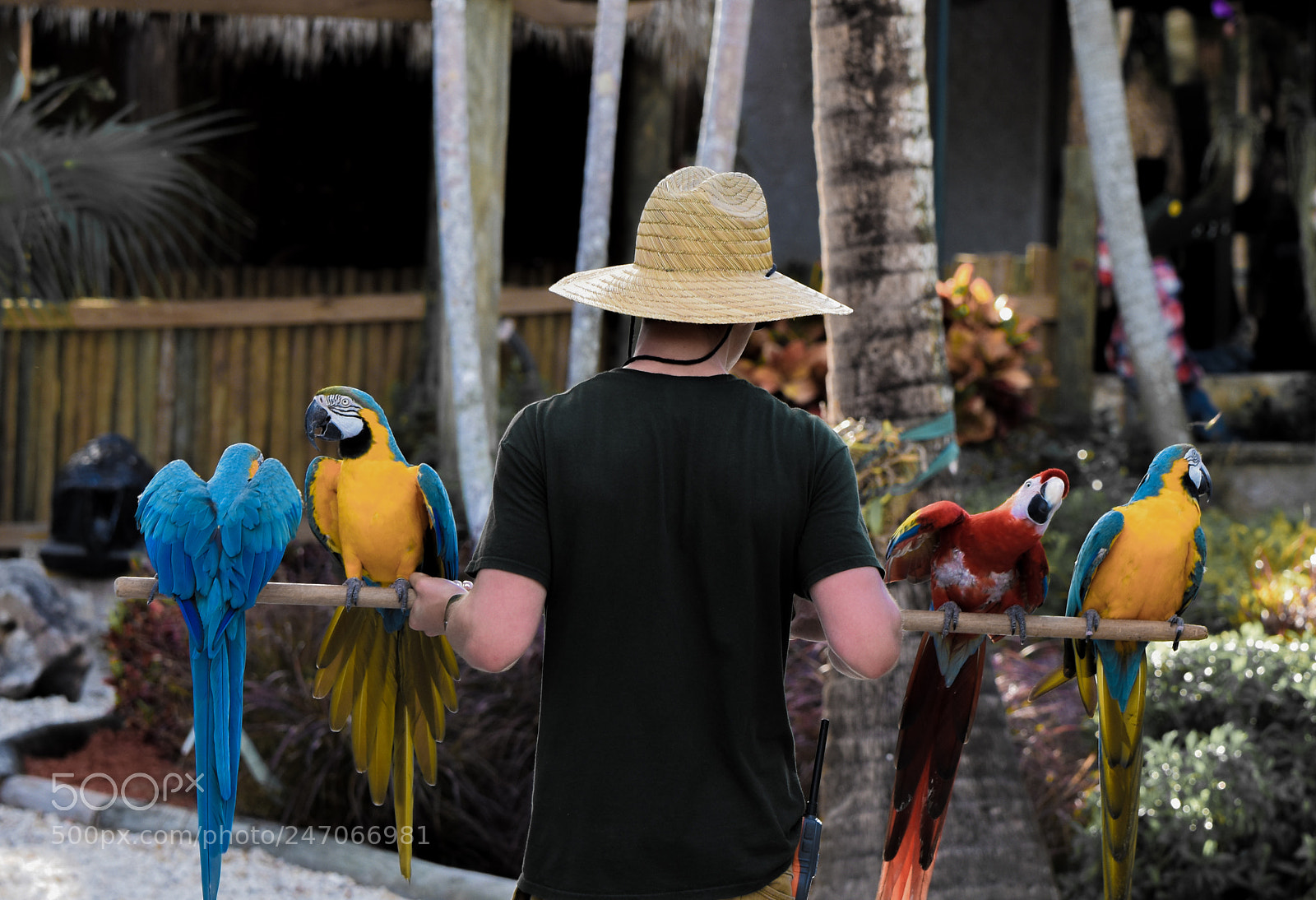 Nikon D3400 sample photo. Parrots photography