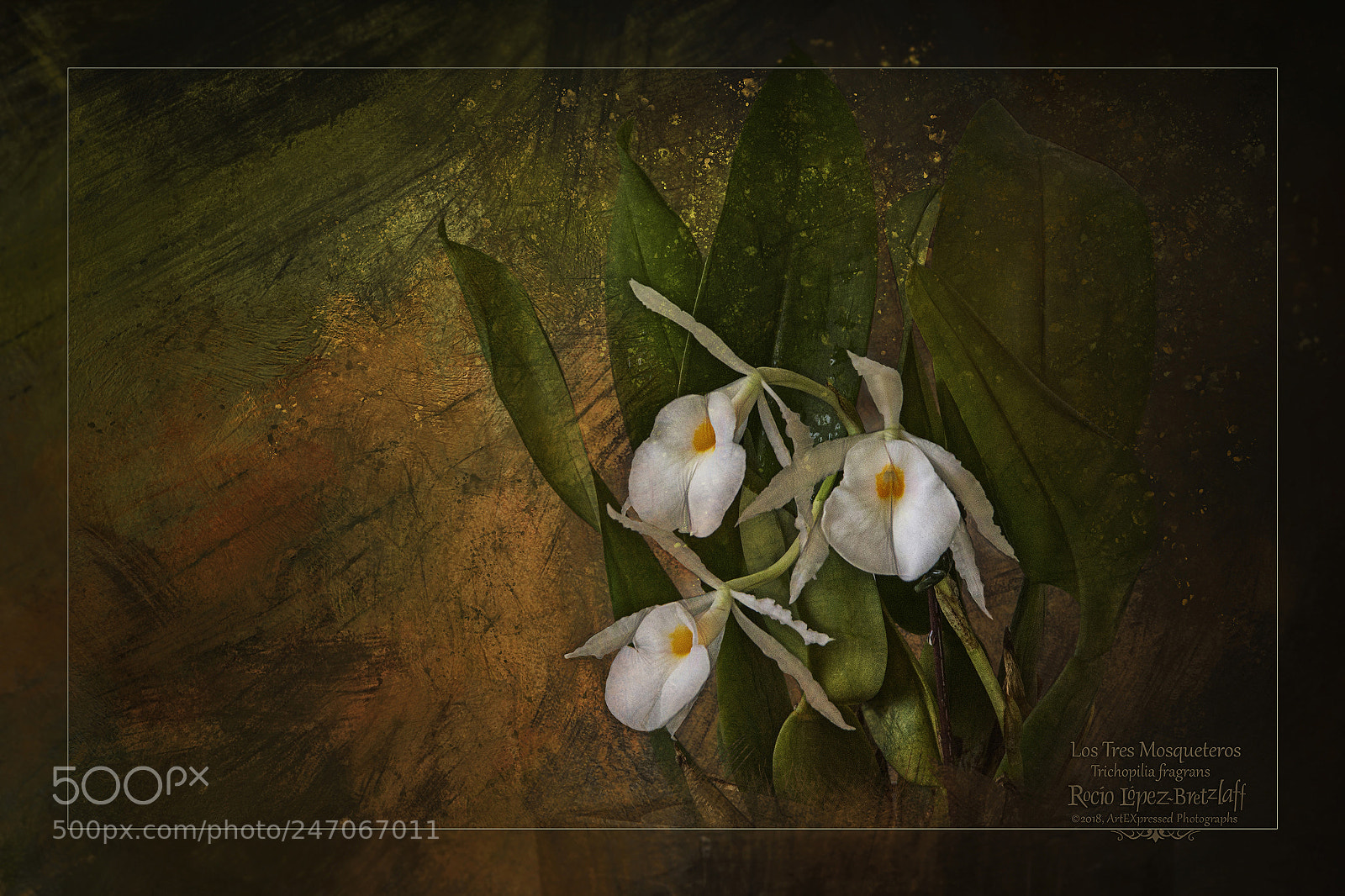 Canon EOS 60D sample photo. Los tres mosqueteros photography