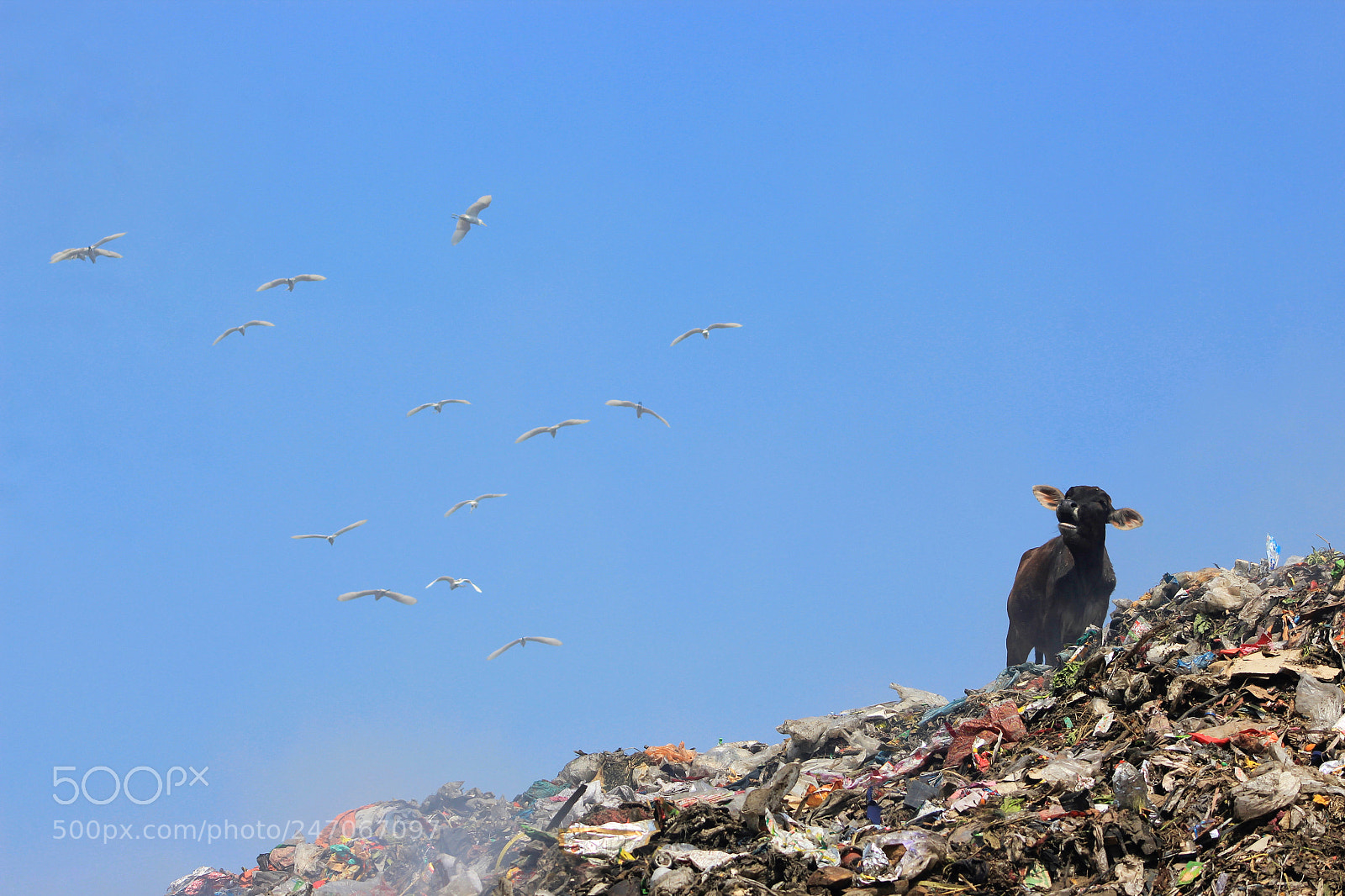 Canon EOS 1200D (EOS Rebel T5 / EOS Kiss X70 / EOS Hi) sample photo. Wildlife photography