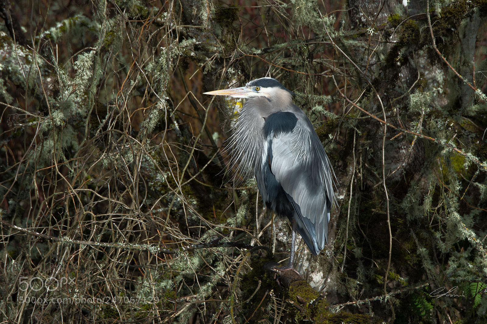 Nikon D7200 sample photo. Heron in wetland woods photography