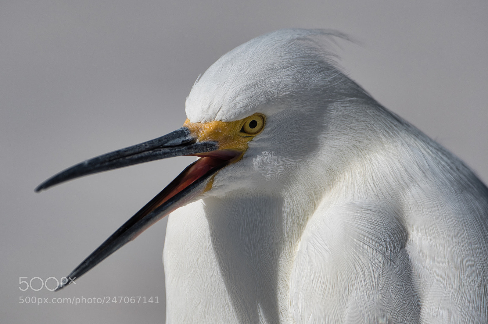 Nikon D500 sample photo. Talkative egret photography