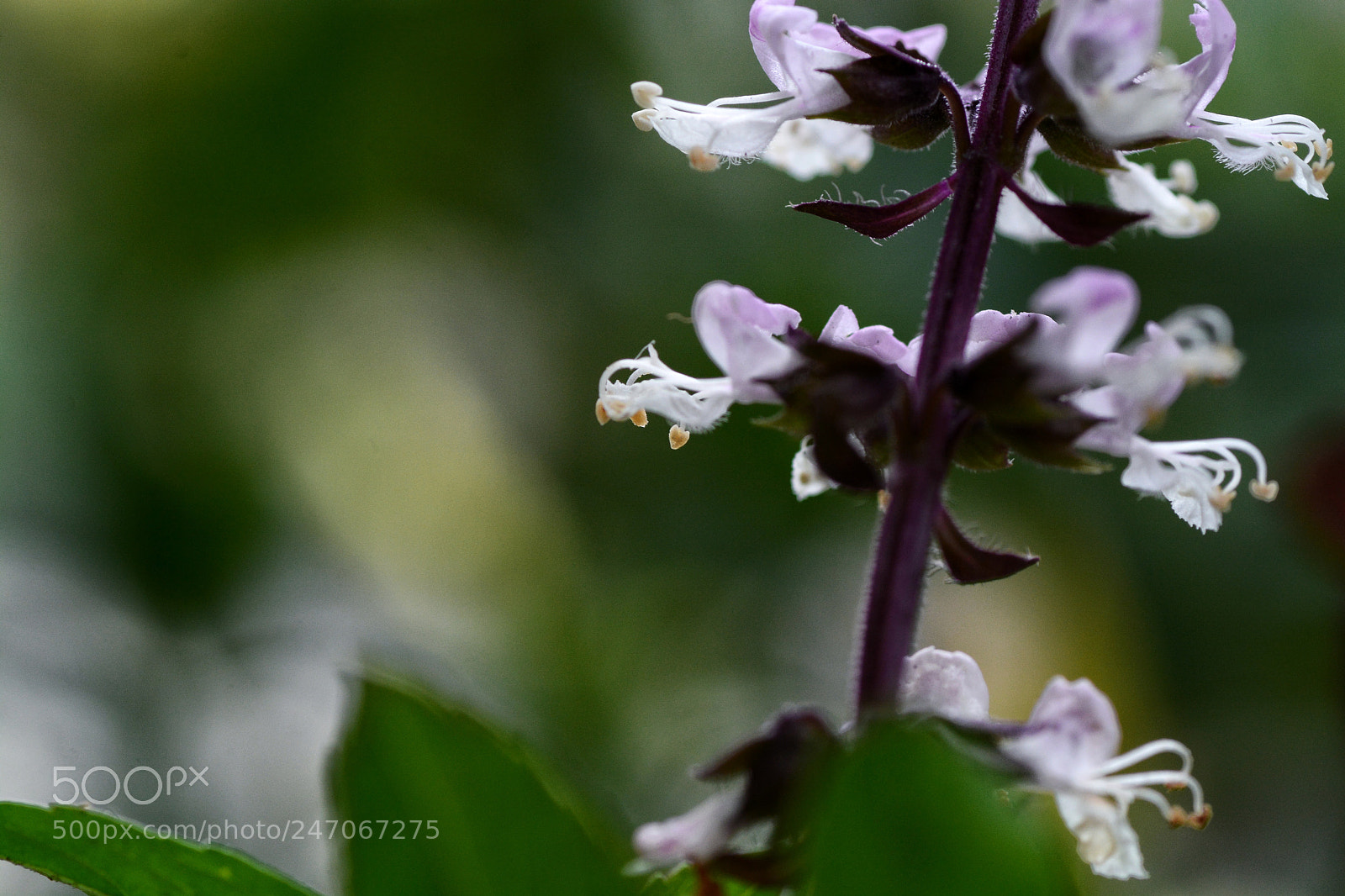 Nikon D7100 sample photo. Untitled photography