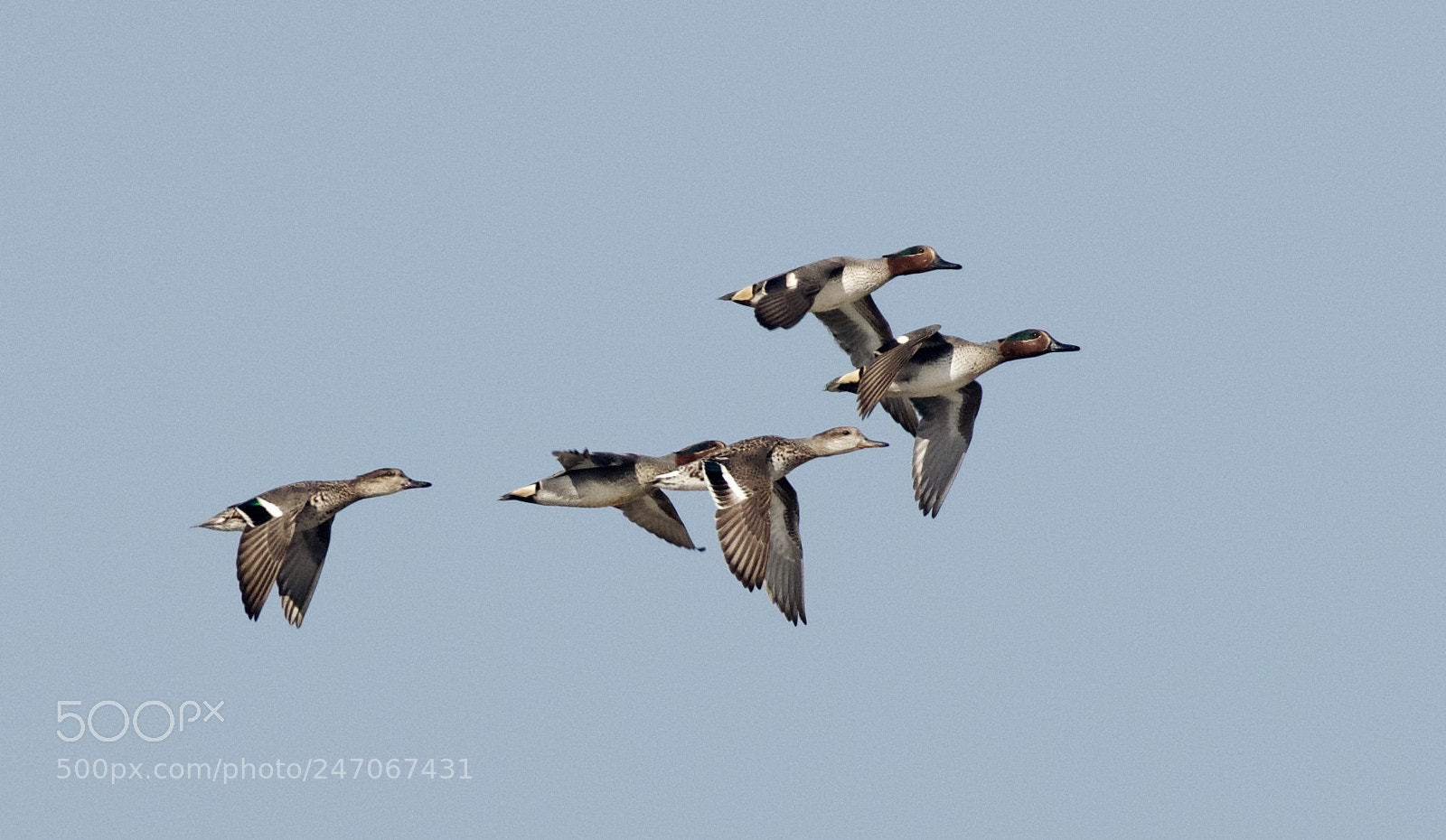 Nikon D500 sample photo. Migratory ducks photography