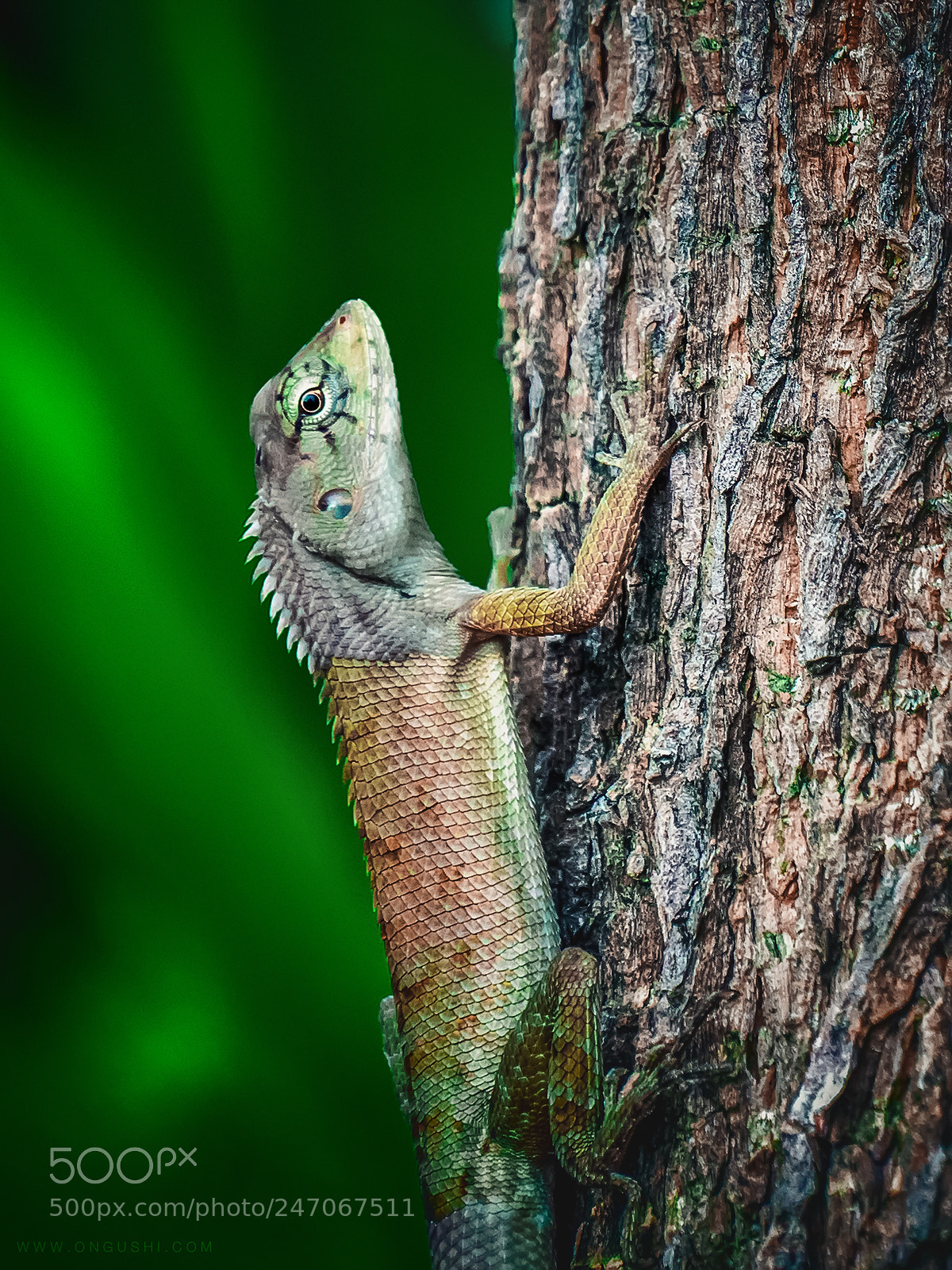 Olympus OM-D E-M10 II sample photo. My finder 2018 24-294: camouflage photography
