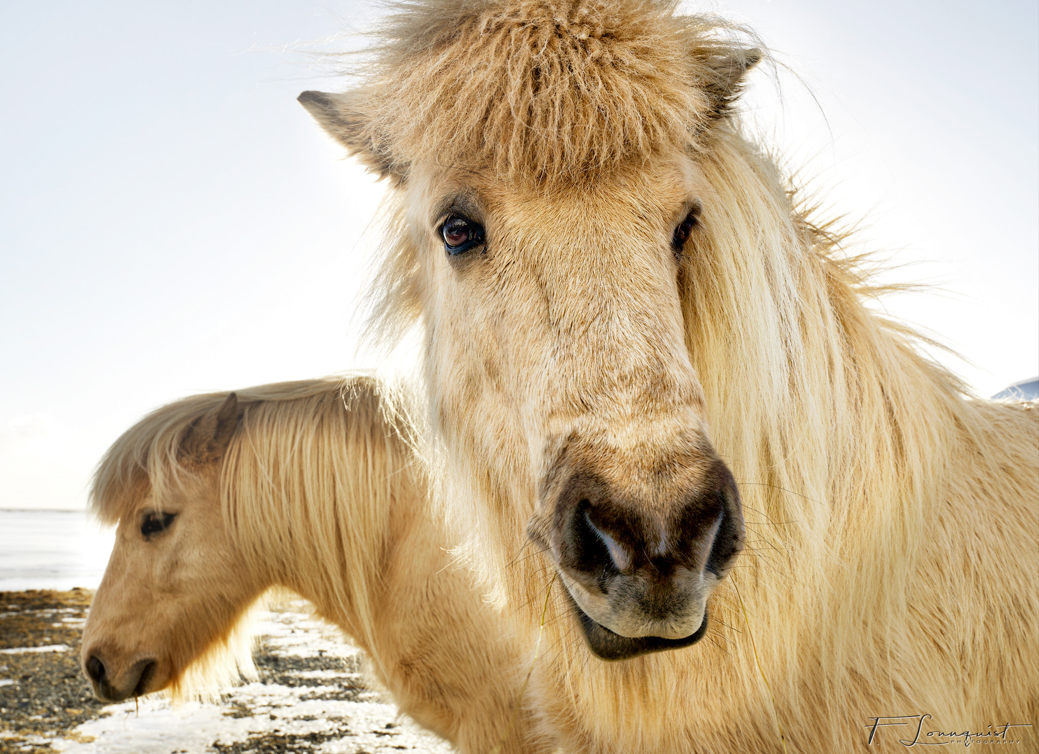 Hasselblad H6D-100C sample photo. Icelandic horse photography