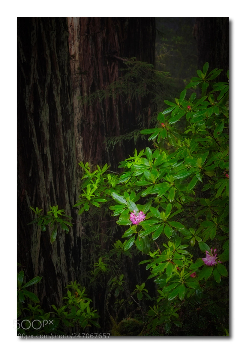Canon EOS-1Ds Mark III sample photo. Rhododendron photography