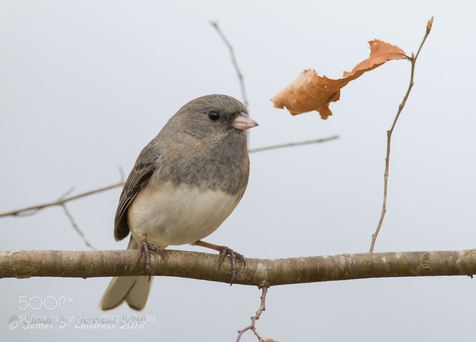 Canon EOS 7D Mark II sample photo. Dark-eyed junco photography