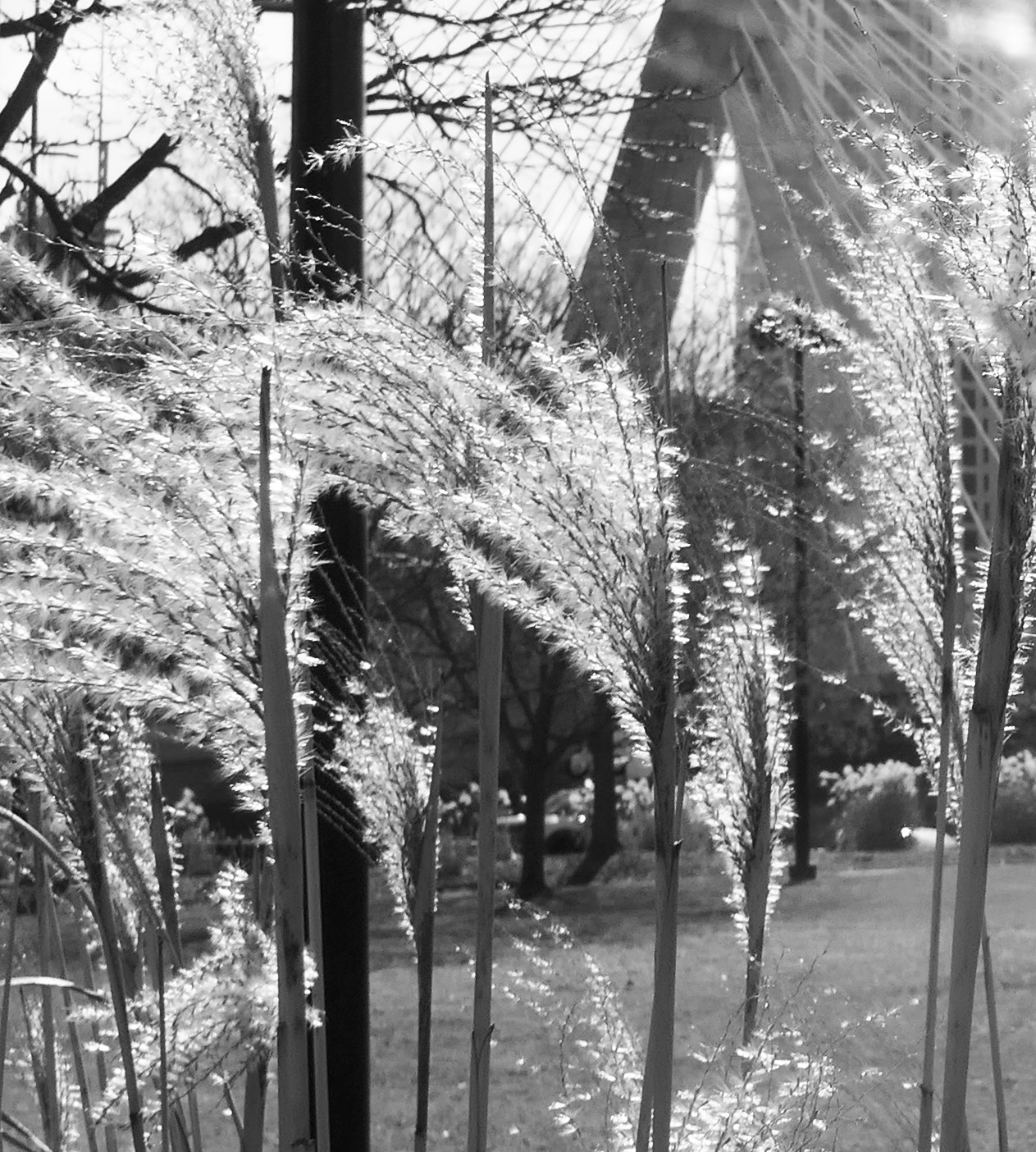 Panasonic Lumix DMC-ZS100 (Lumix DMC-TZ100) sample photo. Weeds in the foreground of the zakim bridge photography