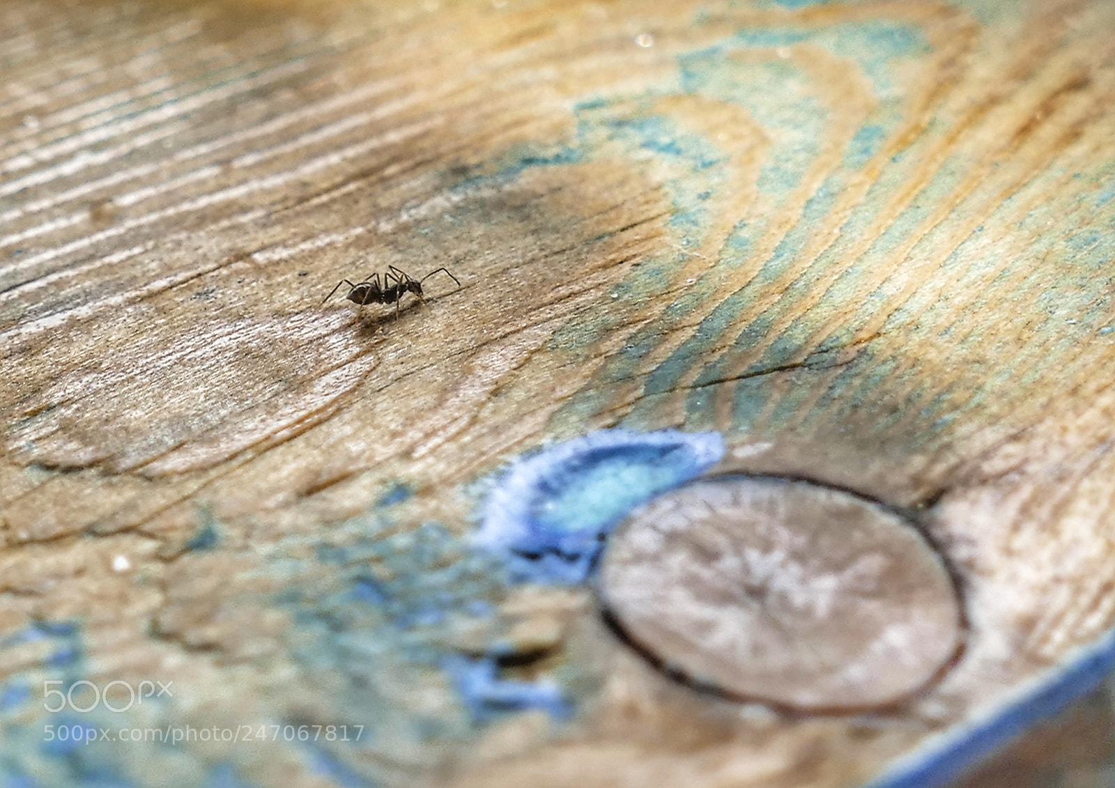Panasonic Lumix DMC-FZ1000 sample photo. Tiny world photography