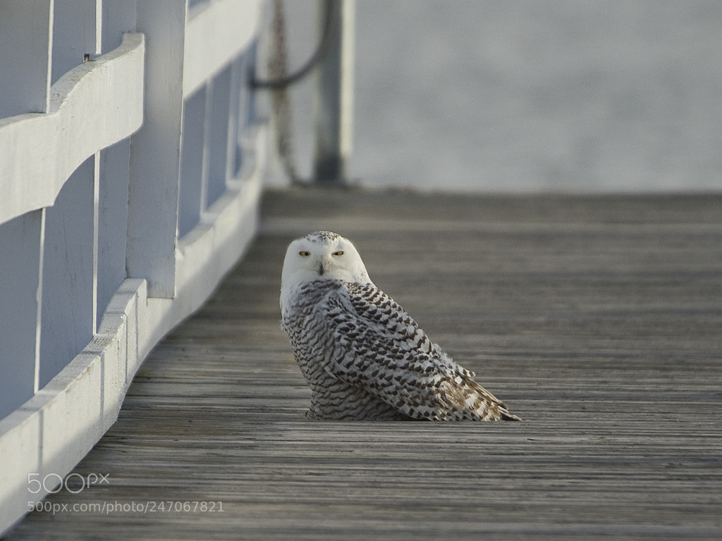 Canon EOS 7D Mark II sample photo. Snowy owl, connecticut, 2018 photography