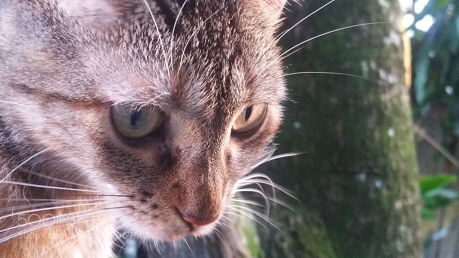 Samsung Galaxy Note4 sample photo. Stray cat photography