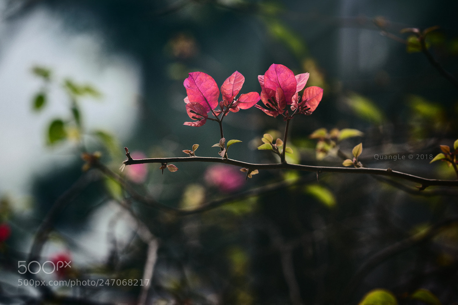 Sony a7R III sample photo. Friend photography