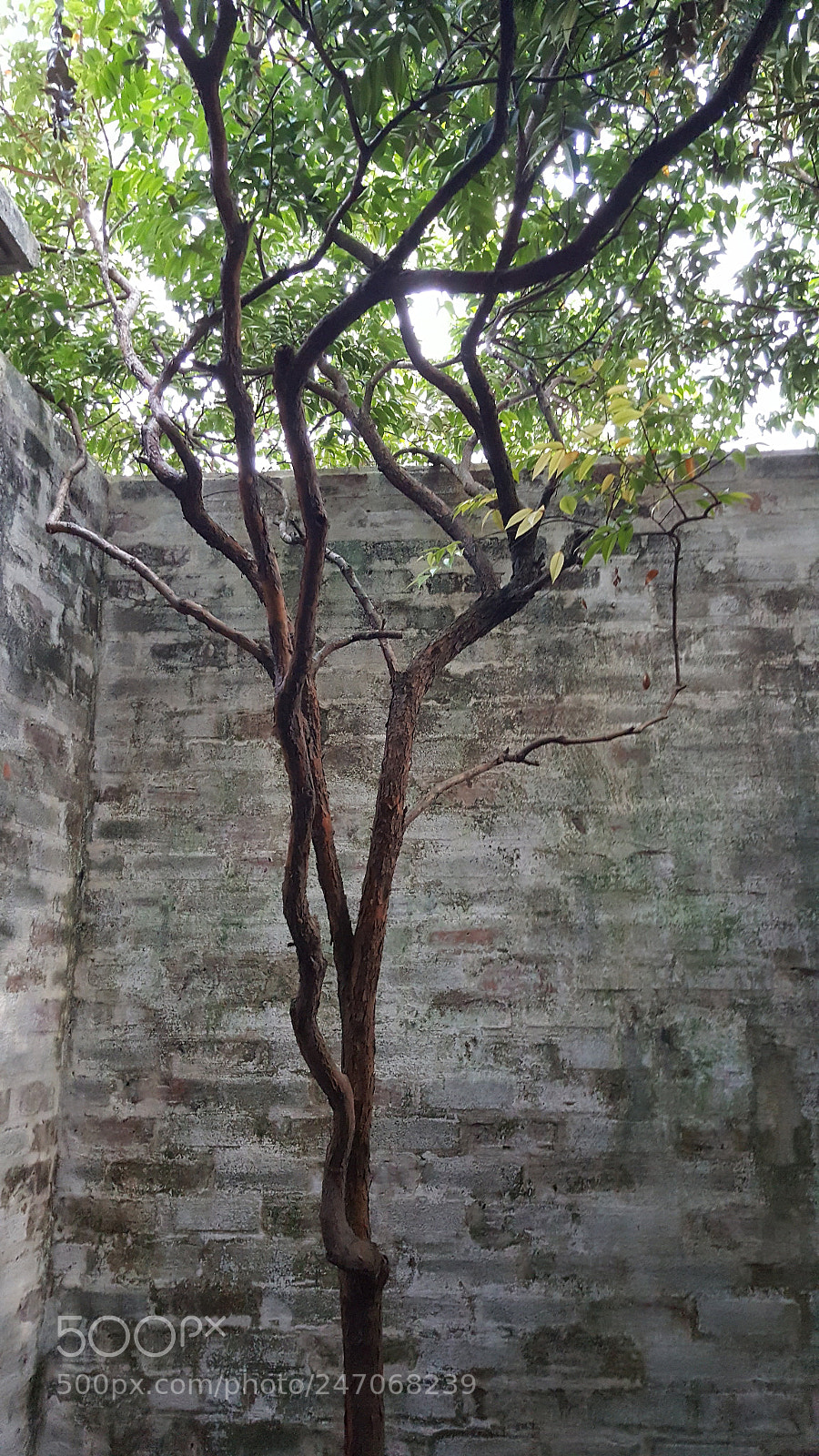 Samsung Galaxy Note5 sample photo. Untitled photography
