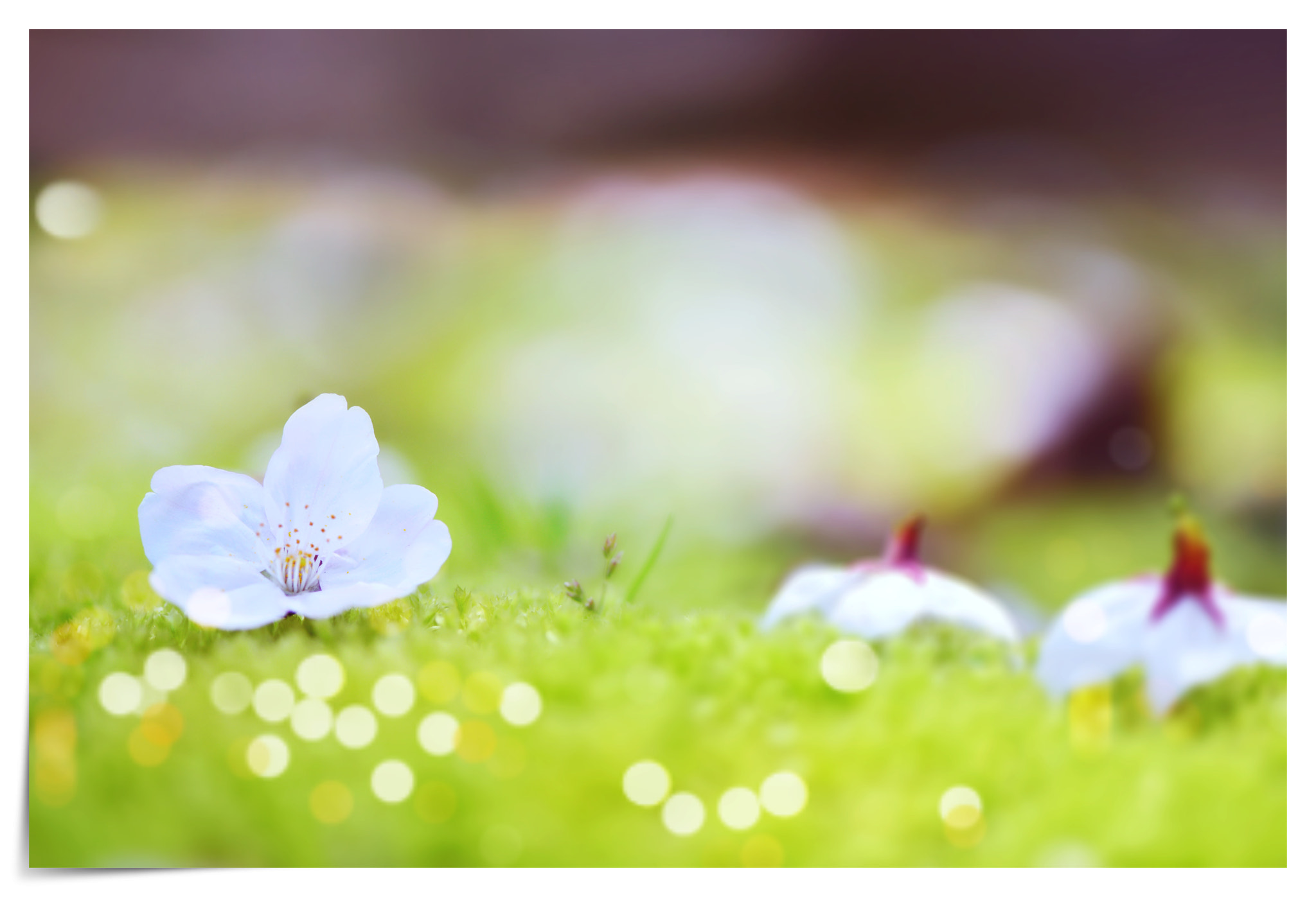 Nikon AF-S Micro-Nikkor 105mm F2.8G IF-ED VR sample photo. Cherry blossom photography