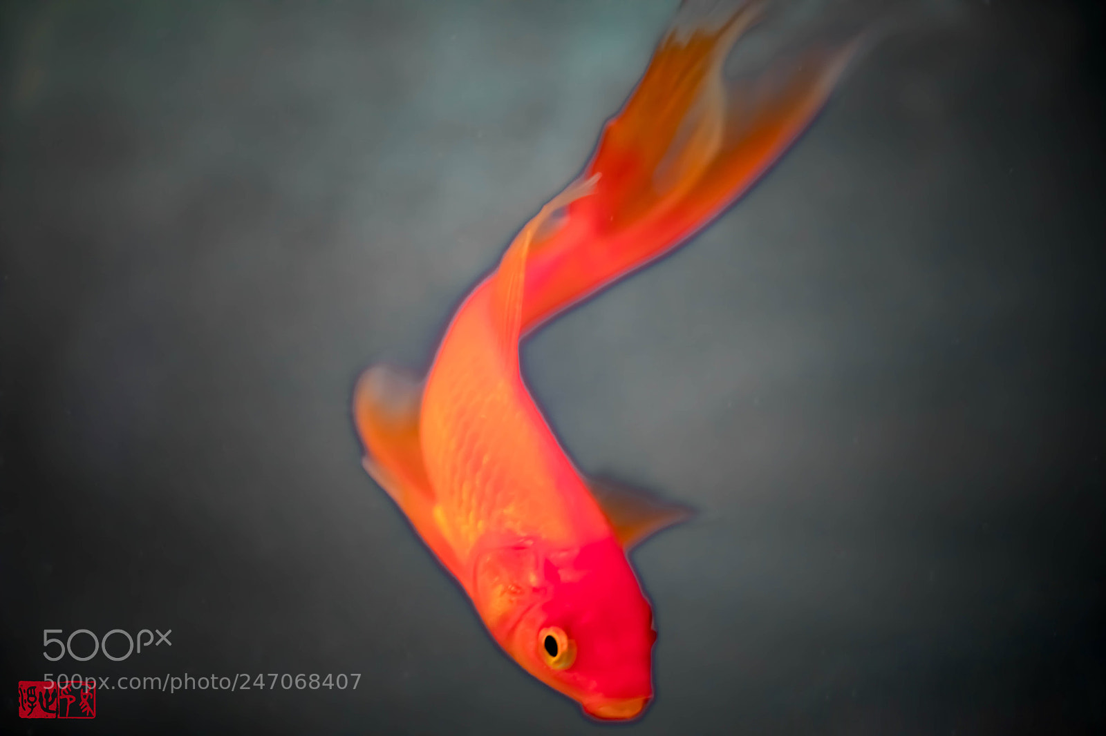 Canon EOS 6D Mark II sample photo. Fish photography