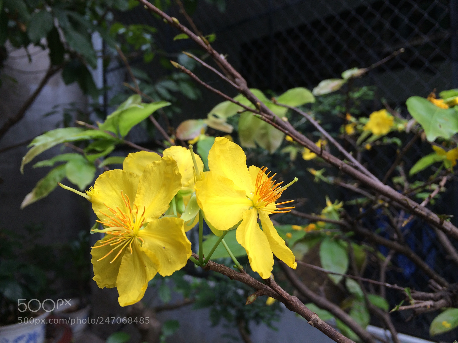 Apple iPhone 5s sample photo. Untitled photography